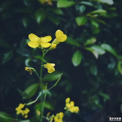 隨手拍(2)