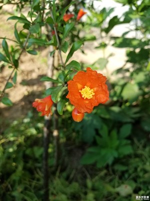 大家猜猜這是什么花