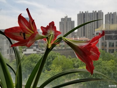 花開