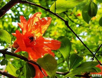 【夏之花】鮮花盛開的村莊
