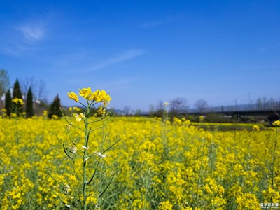 【夏之花】+萬花爭艷