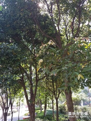 風(fēng)景