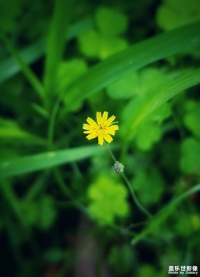 【夏之花】+無名小野花