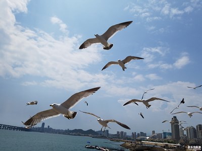 海鷗