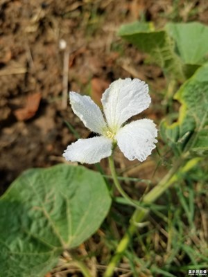 葫蘆花