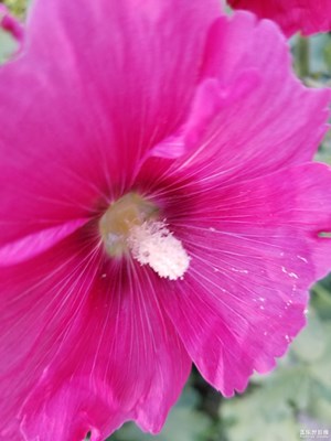 Ho花