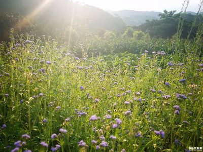在野