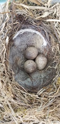 這是什么鳥蛋？？
