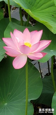 端午荷花