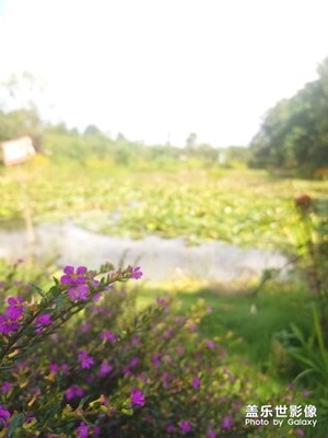 風(fēng)景