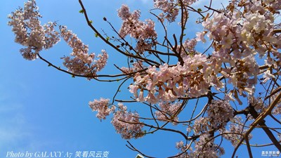 梧桐芬芳