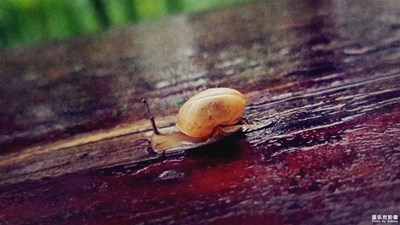 雨后新綠