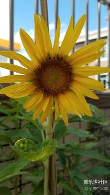 分享自拍的向日葵，非常適合做壁紙