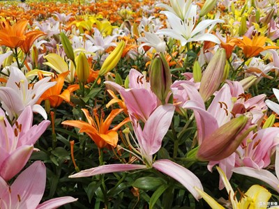 百合花