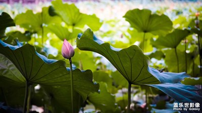 荷花