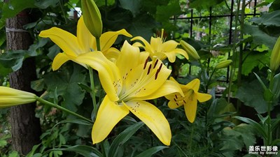 百合花