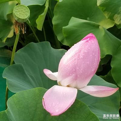 （行走，發(fā)現(xiàn)）+荷花