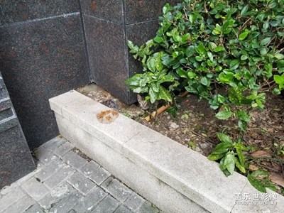 一只小野貓