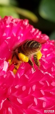 蜜蜂