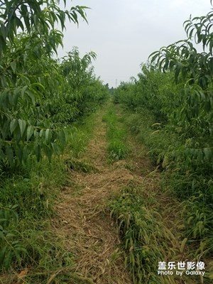 桃園