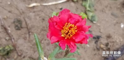 小花