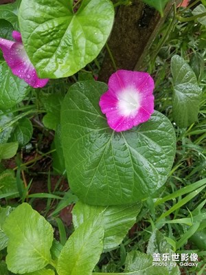 花兒