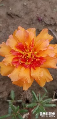 太陽花