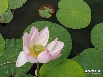 夏日清荷