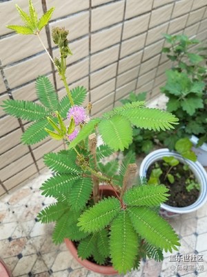 分享好心情，美麗的含羞草……