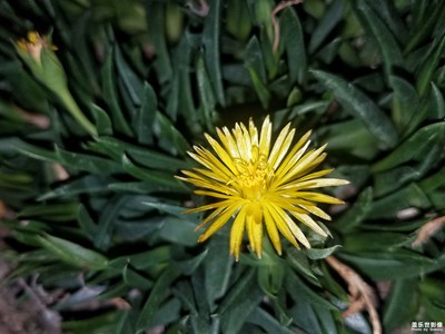 黃花照波