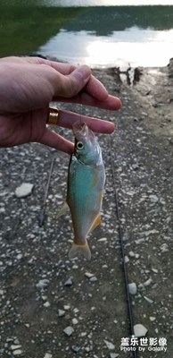 龍灘電站釣魚