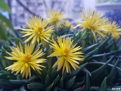 黃花照波
