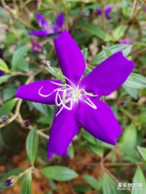 花朵隨拍