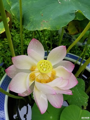 魂?duì)繅?mèng)繞，煙雨江南。
