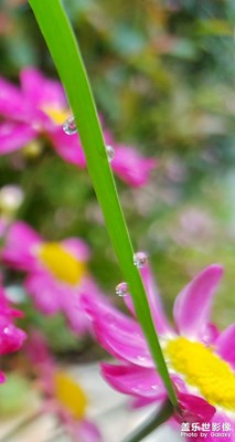 露珠與花