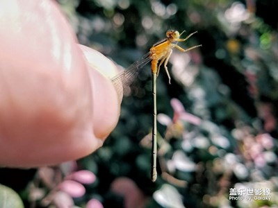 隨手拍