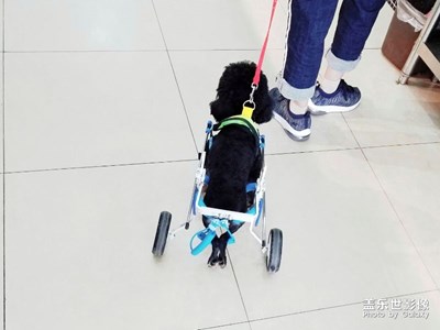 偶遇狗堅強(qiáng)……