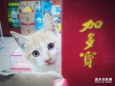 可愛喵星人