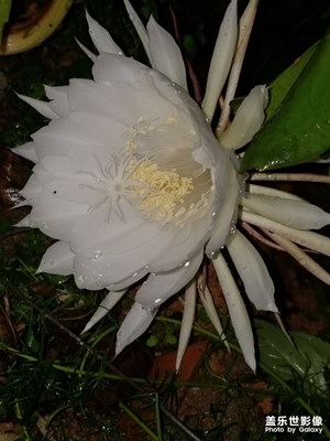 晚上開的花是真難拍