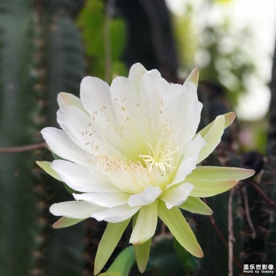 還是早上的花好拍