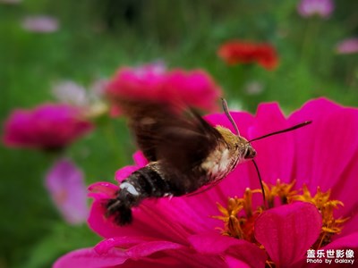 【定格美好】+花間飛舞