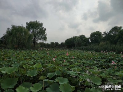 接天蓮葉無窮碧，映日荷花別樣紅