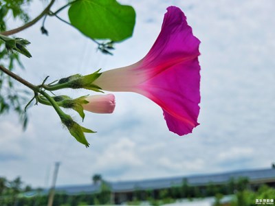 牽牛花