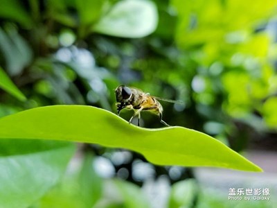 蜜蜂還是蒼蠅？