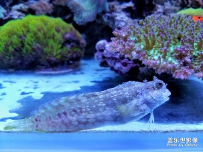 魚