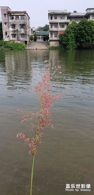 尋找害羞草