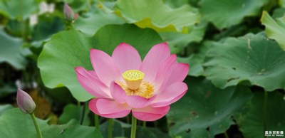 荷花節(jié)