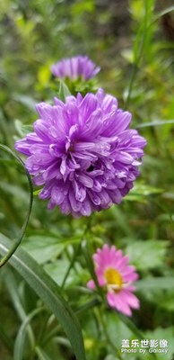 鮮花。。