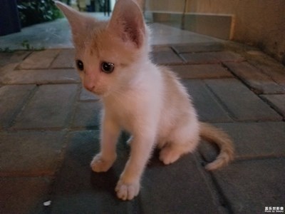 夜跑，看到一只喵