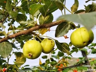 【簡(jiǎn)單生活】+快樂(lè)每一天